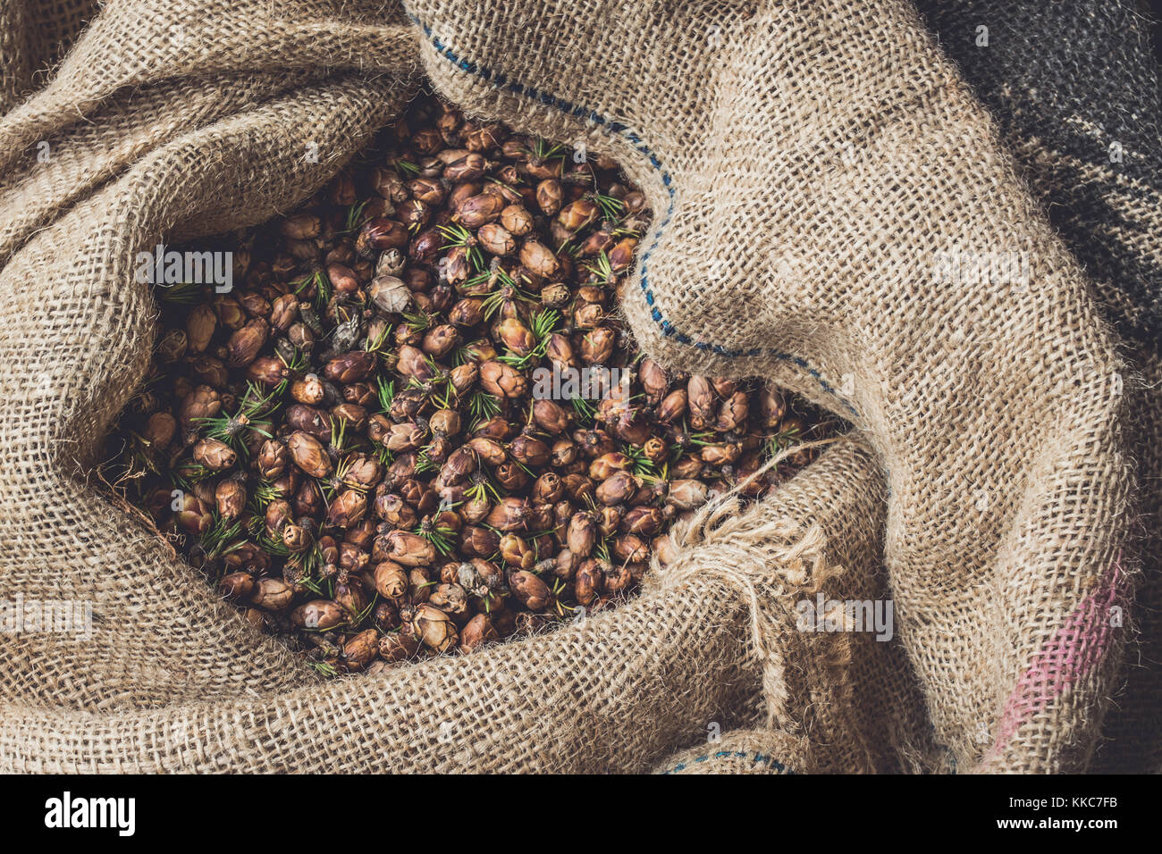 Tamarack coni in sacco di tela Foto Stock