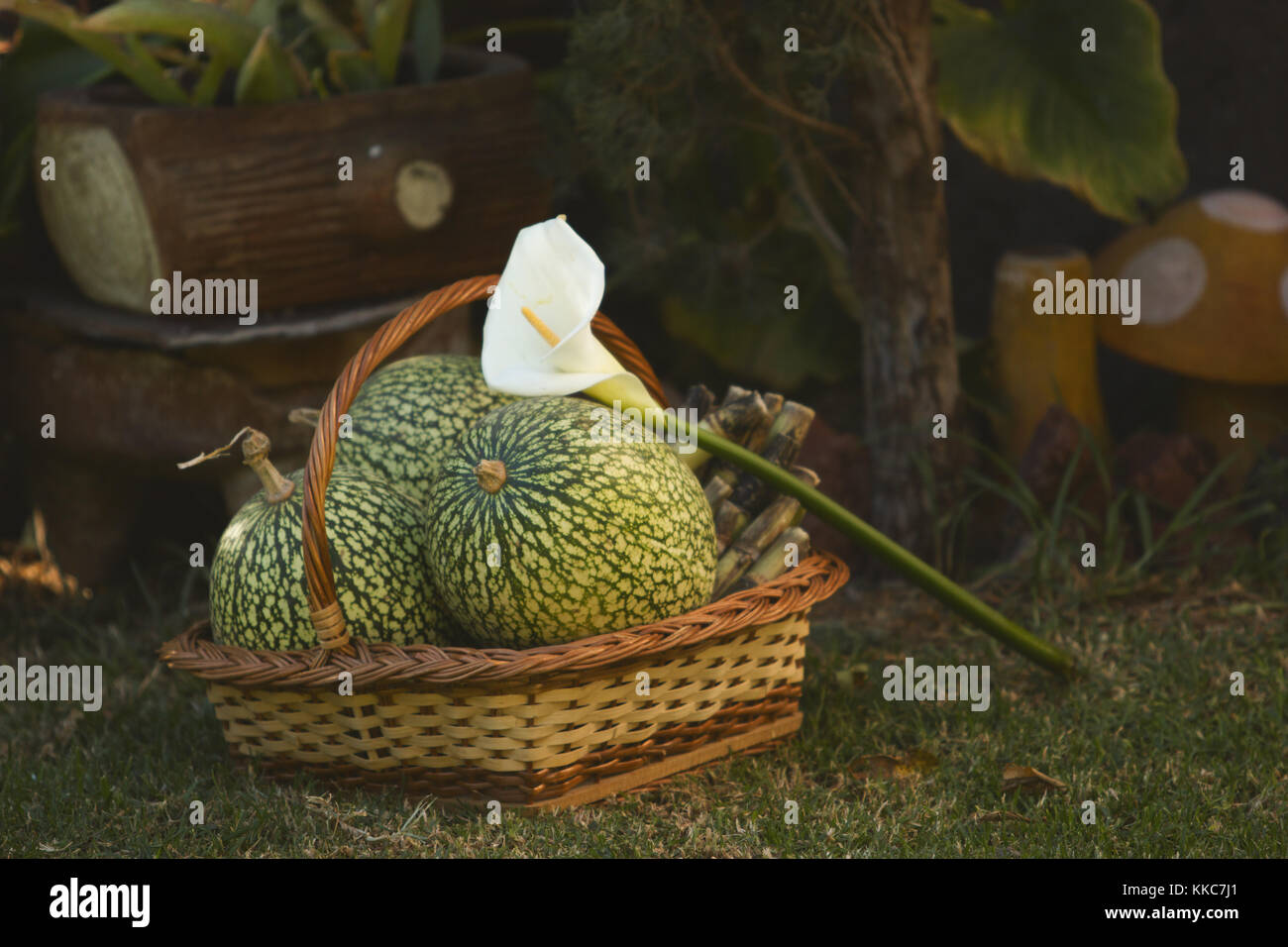 Due zucche all'interno di un cestello di fatti a mano con un bianco arum lily Foto Stock