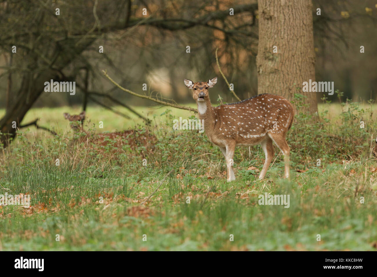 Un cervo asse stordimento (asse di Cervus) che si alimenta in bosco. Foto Stock