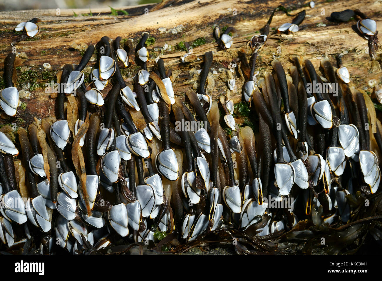 Collo d'oca barnacle Lepas anatifera Linnaeus attaccato al driftwood. Kachemak Bay.Cook Inlet, Alaska Foto Stock