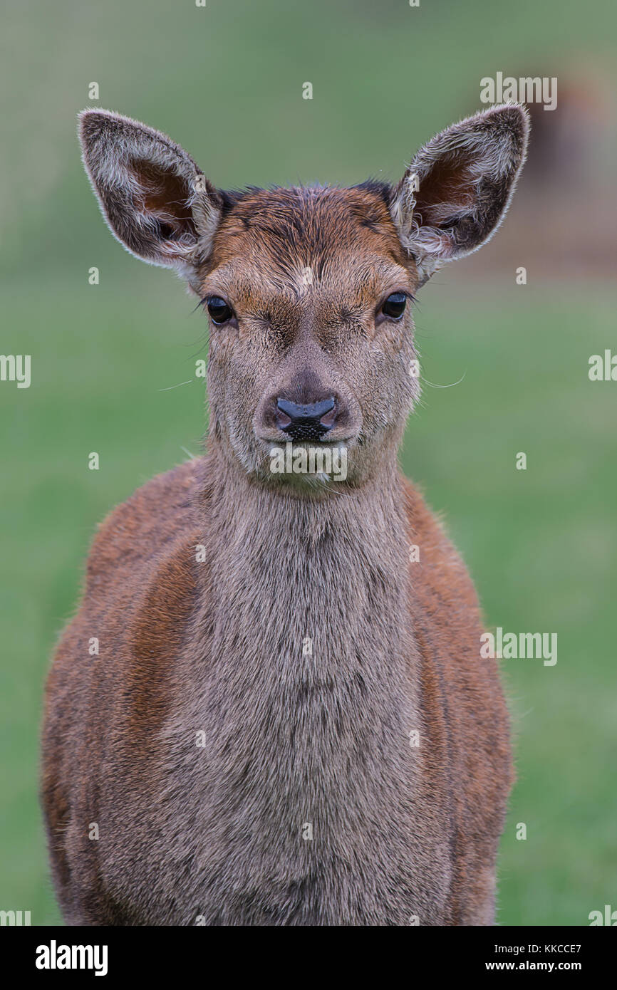 Un montante close up ritratto di un Red Deer Fawn guardando dritto in avanti Foto Stock