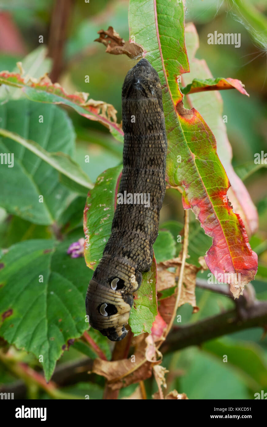 Deilephila elpenor, Elephant Hawk-moth caterpillar alimentazione su Rosebay Willowherb, Wales, Regno Unito. Foto Stock