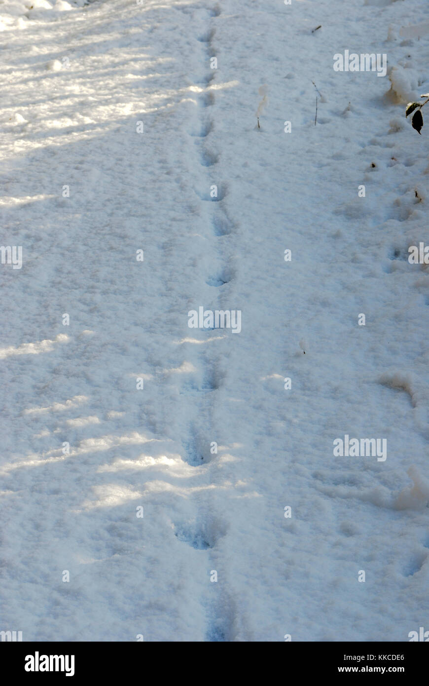 Tracce di volpe, Vulpes vulpes, in neve, Galles, Regno Unito Foto Stock