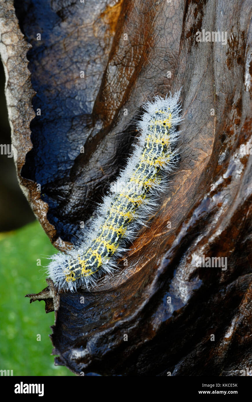 Phalera bucephala, Buff Suggerimento moth caterpillar, Wales, Regno Unito. Foto Stock