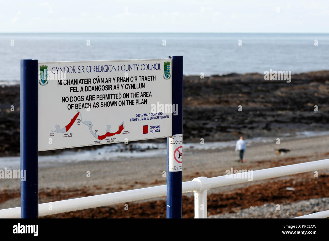 Cartello bilingue, visualizzando le restrizioni sul cane a camminare su Aberystwyth Beach, Galles Foto Stock