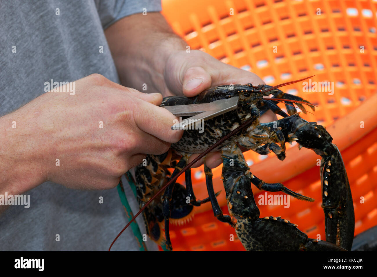Skipper un controllo in loco lobster carapace di varie dimensioni per garantire uno sviluppo sostenibile la gestione del magazzino, a bordo di una barca da pesca, Cardigan Bay, il Galles. Foto Stock