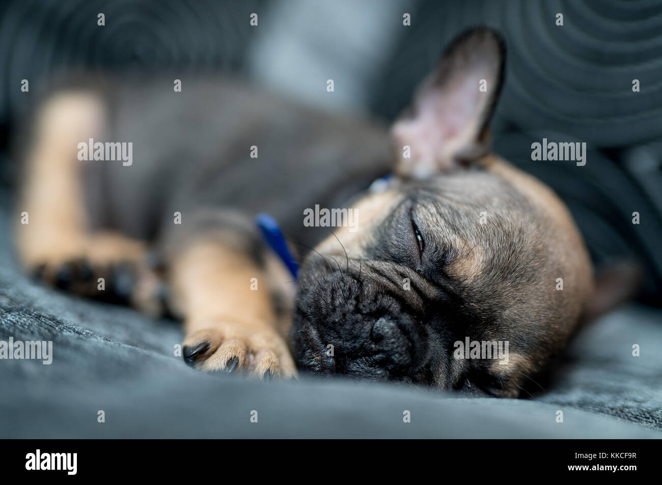 Un bulldog francese cucciolo. Questo cucciolo è di 7 settimane di età. Foto Stock
