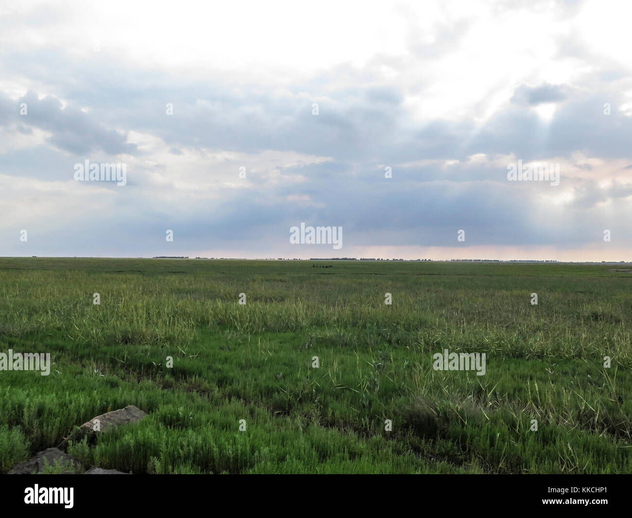 Viste del lavaggio, Terrington St Clements paludi, King's Lynn, Norfolk Foto Stock
