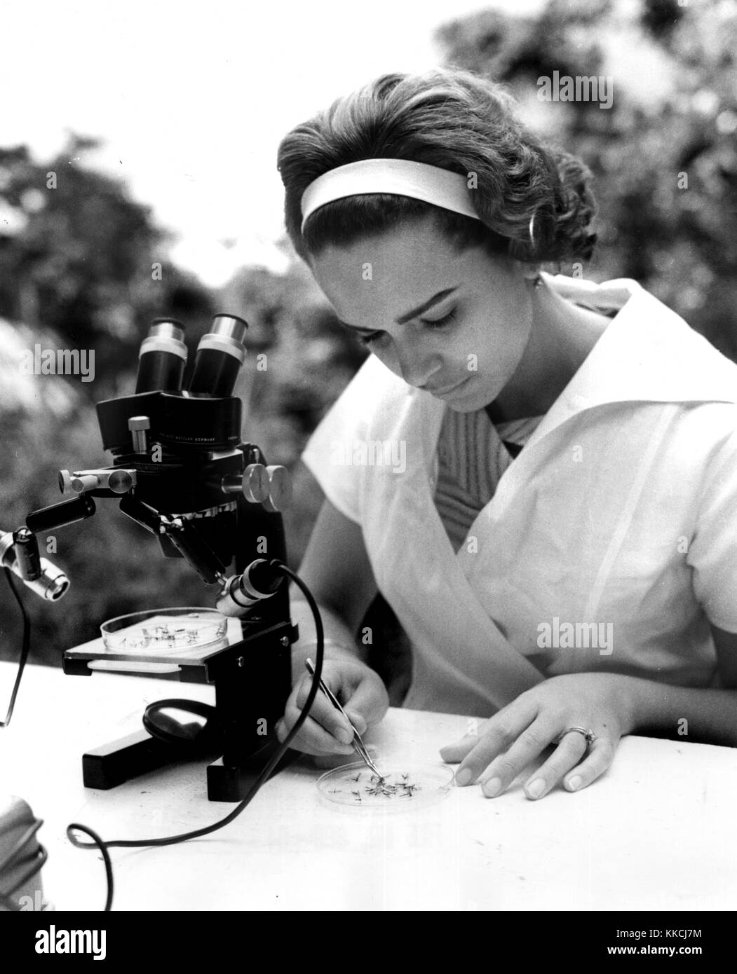 Donna scienziato utilizzando un microscopio portatile per contare le zanzare in una foresta pluviale, 1964. Foto Stock