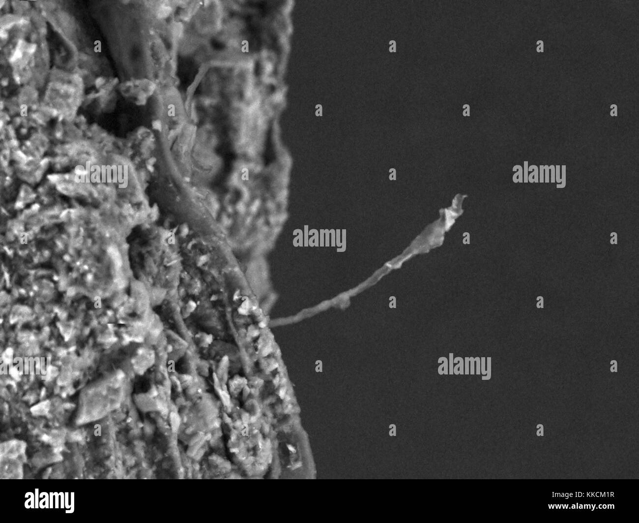 Micrografo a scansione con microscopio elettronico (SEM) che mostra i capelli di una singola radice, di circa 50 um di lunghezza, che si estende da una radice vegetale, con detriti di terra visibili sul corpo principale della radice, con un ingrandimento di 1, 500x, 2016. Foto Stock