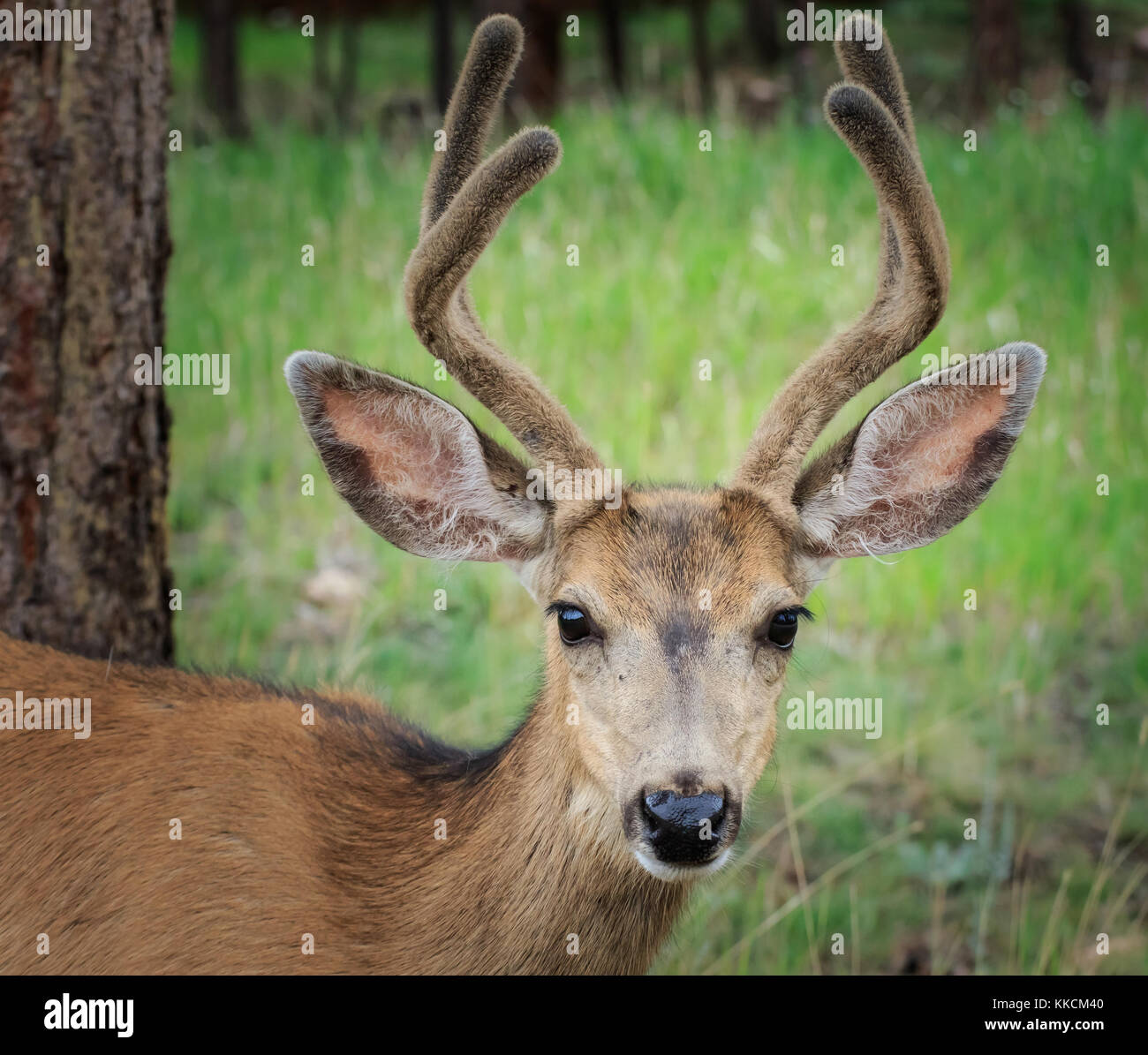 Mule Deer (Odocoileus hemionus) buck in velluto Foto Stock
