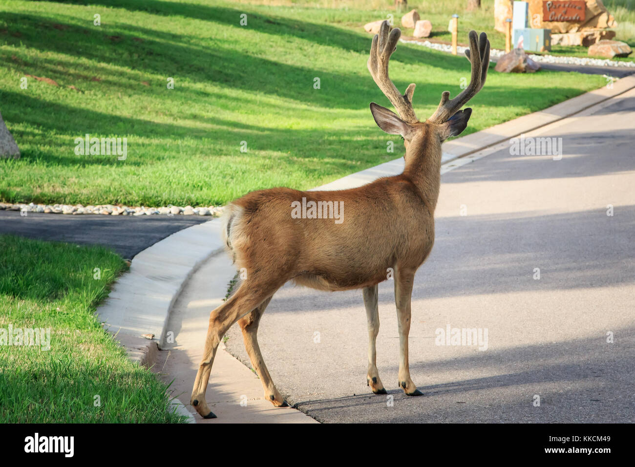 Mule Deer (Odocoileus hemionus) buck in velluto Foto Stock
