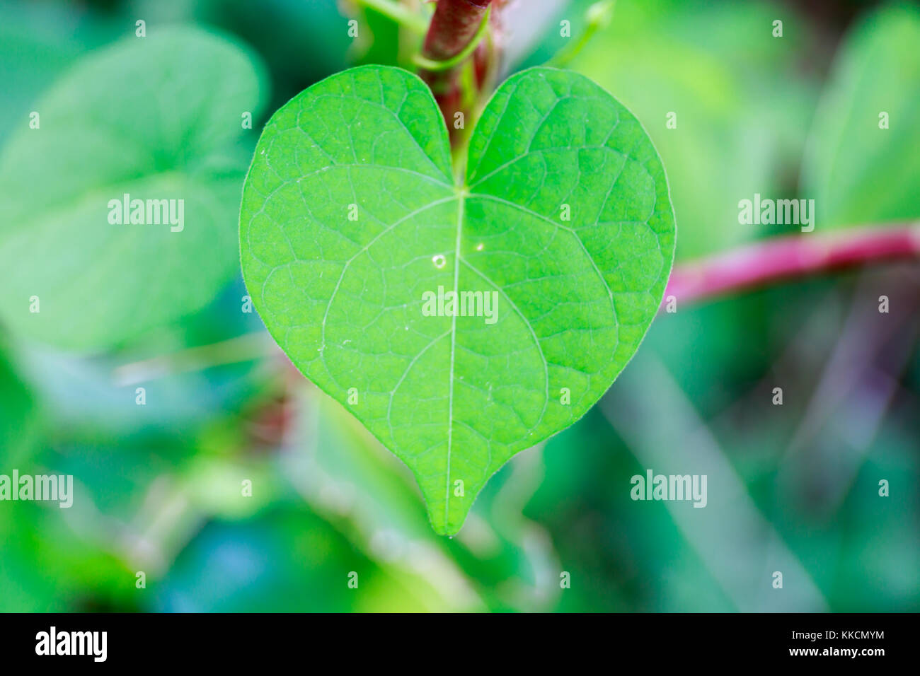 Fresco verde a forma di cuore in foglia Asia tropicale. Foto Stock