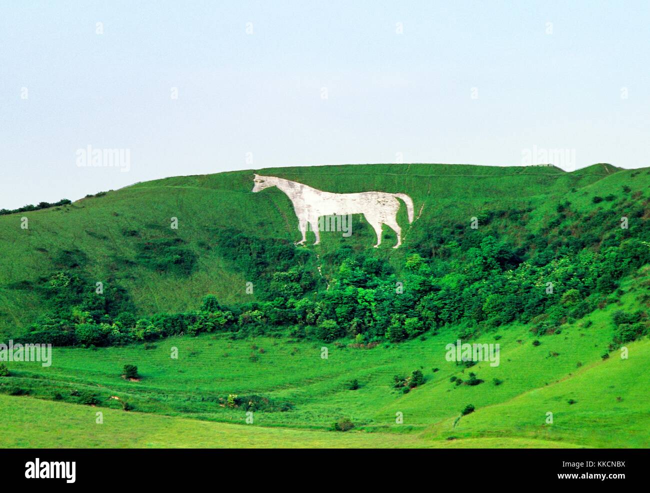 Westbury white horse chalk hill figura sotto bratton camp età del ferro hill fort sul bordo di bratton downs, Wiltshire, Inghilterra Foto Stock