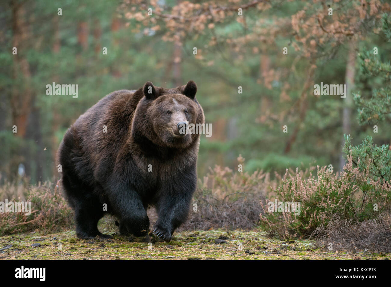 Orso bruno ( Ursus arctos ), forte e potente adulto, a piedi, che corre su una radura in boschi boreali, che si avvicina, vista frontale del corpo pieno, Europa. Foto Stock
