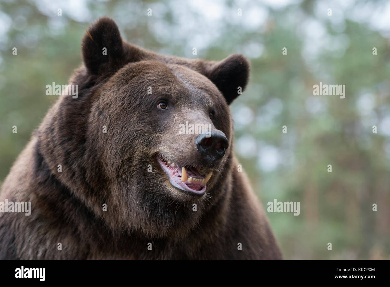 Unione orso bruno / Europäischer Braunbaer ( Ursus arctos ), vicino dettagliata colpo di testa, l'Europa. Foto Stock