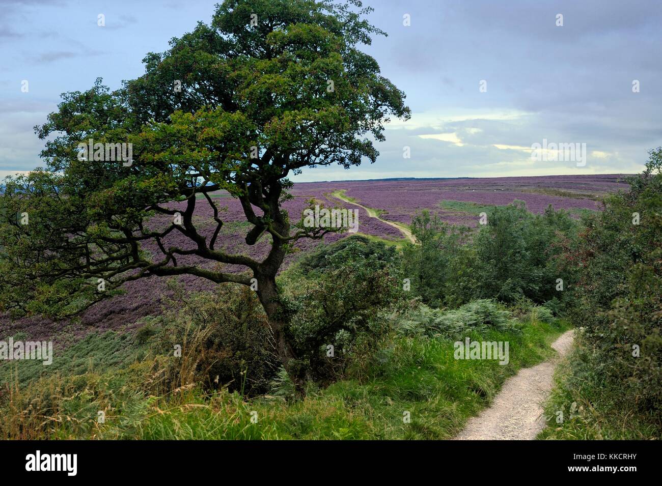 Il percorso conduce a nord fuori del foro di horcum oltre heather coperto goathland moor in North York Moors National Park, Inghilterra Foto Stock