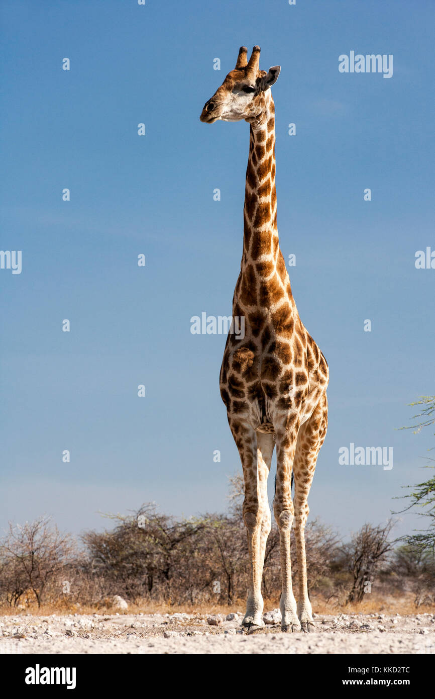 Giraffa presso onkolo nascondere, onguma Game Reserve, Namibia, Africa Foto Stock
