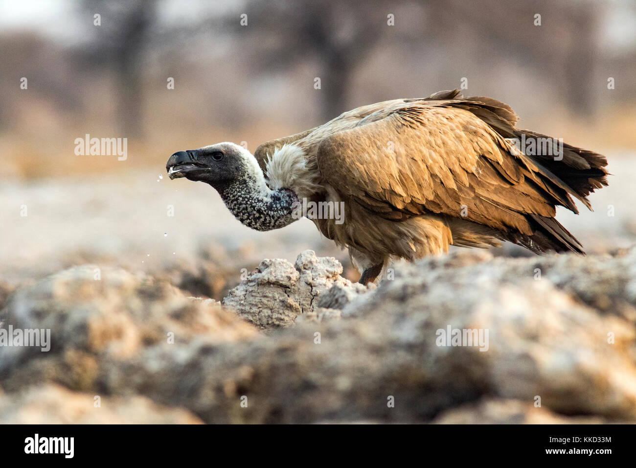 White-backed vulture (gyps africanus) bere - onkolo nascondere, onguma Game Reserve, Namibia, Africa Foto Stock