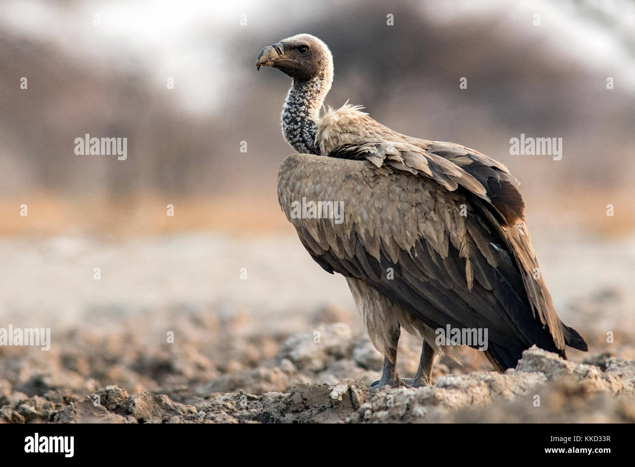 White-backed vulture (gyps africanus) - onkolo nascondere, onguma Game Reserve, Namibia, Africa Foto Stock