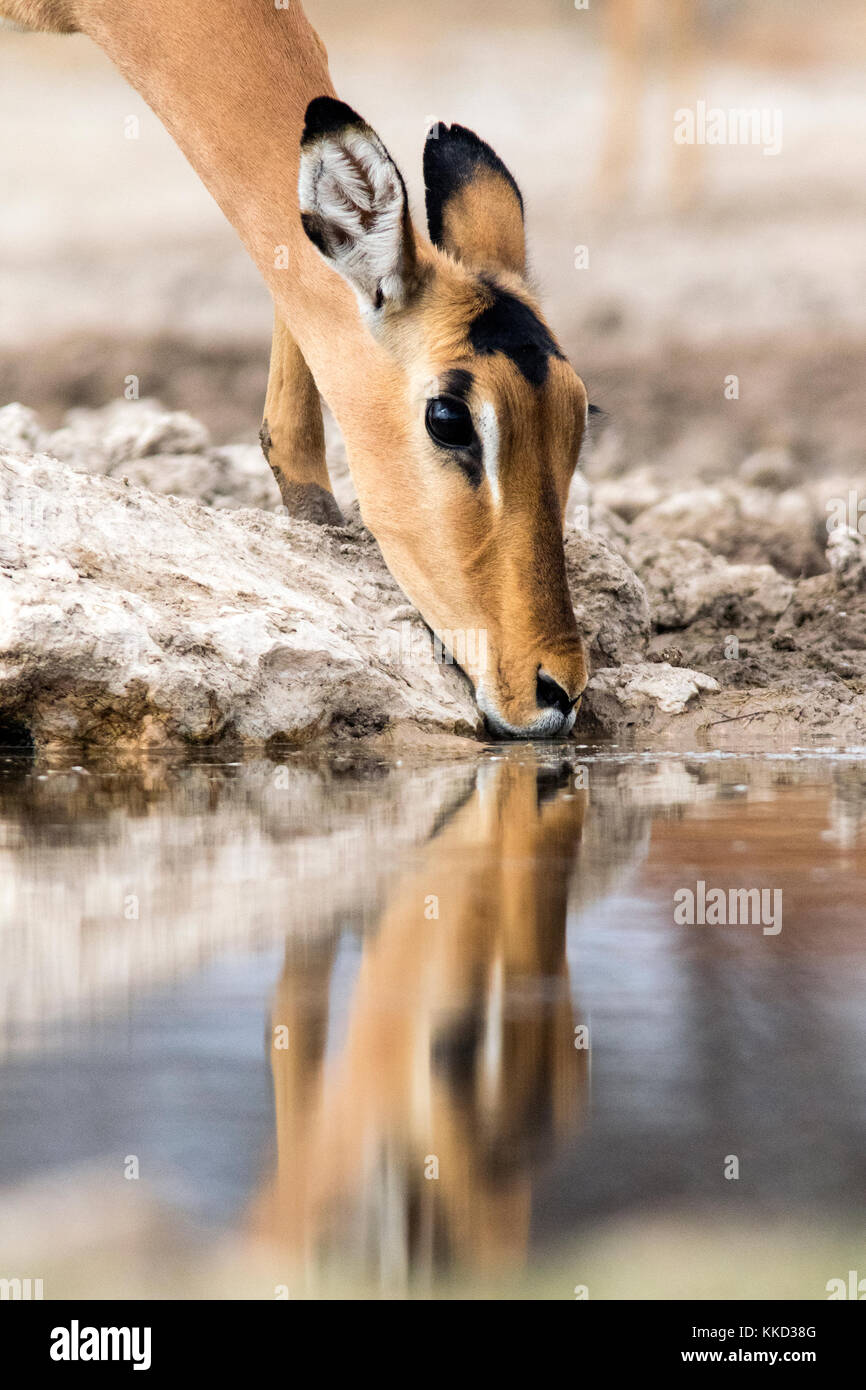 Impala bere alla onkolo nascondere, onguma Game Reserve, Namibia, Africa Foto Stock