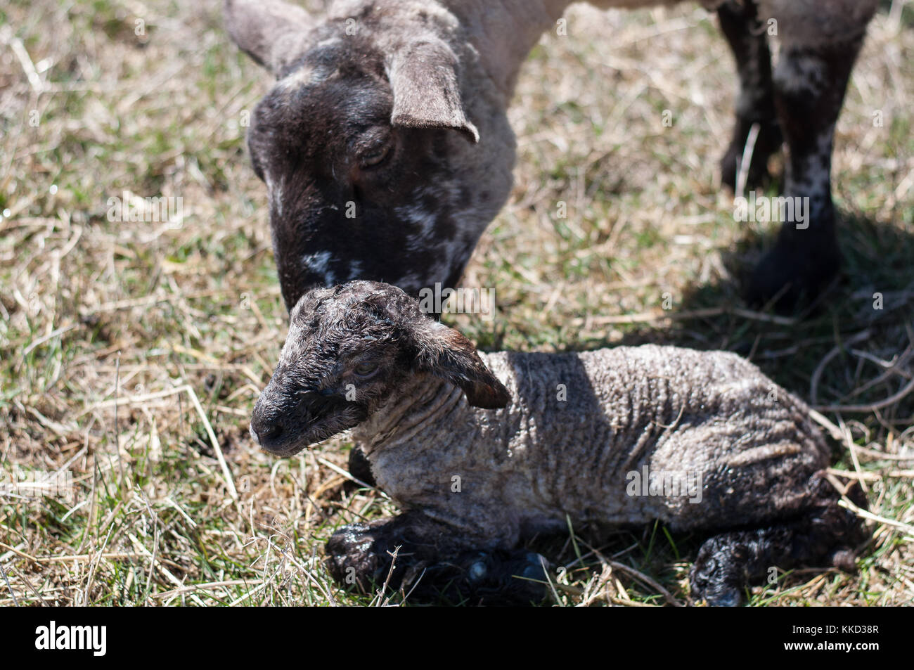 Pochi minuti dopo la nascita di un neonato agnello. La pecora (madre) era la pulizia l'agnello da leccare, mostrando la sua cura. Foto Stock