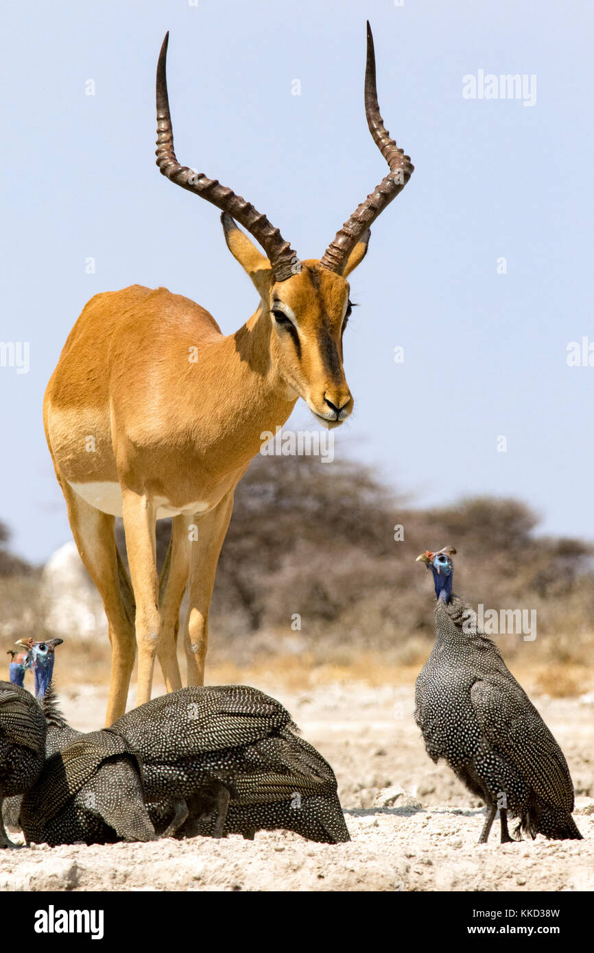 Impala maschio a onkolo nascondere, onguma Game Reserve, Namibia, Africa Foto Stock