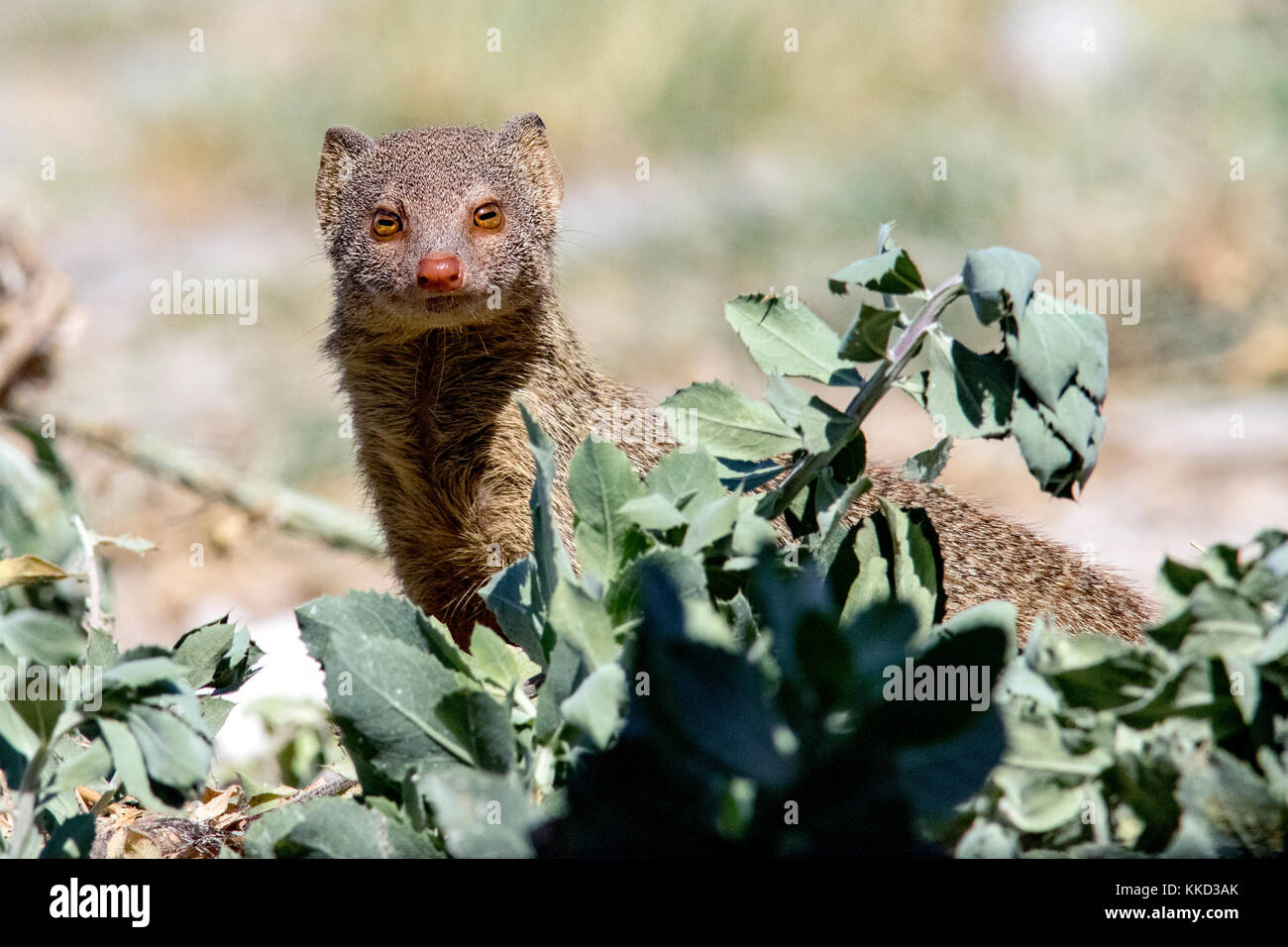 La mangusta snella (galerella sanguinea) - onkolo nascondere, onguma Game Reserve, Namibia, Africa Foto Stock