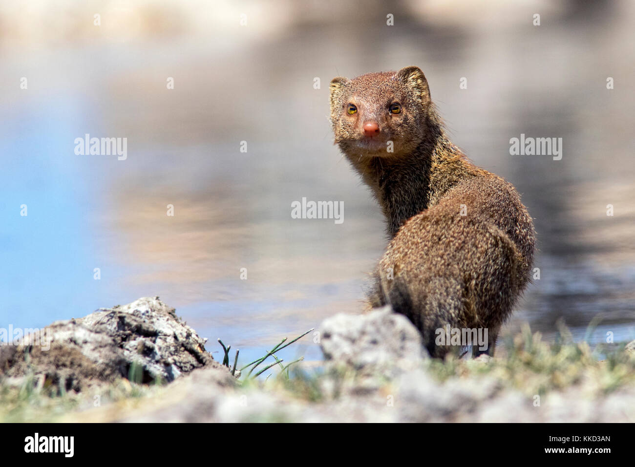 La mangusta snella (galerella sanguinea) - onkolo nascondere, onguma Game Reserve, Namibia, Africa Foto Stock