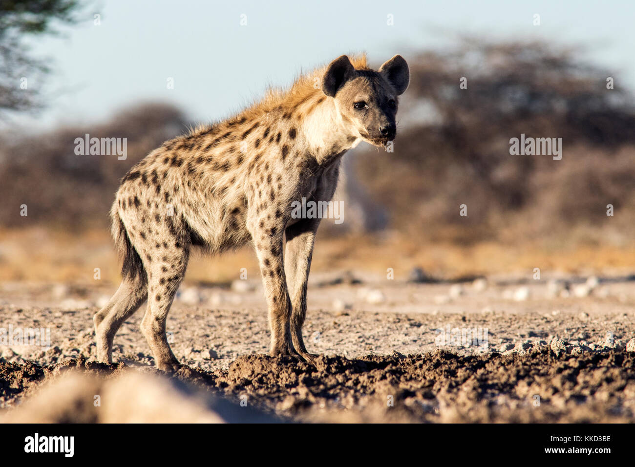 Spotted hyena (crocuta crocuta) - onkolo nascondere, onguma Game Reserve, Namibia, Africa Foto Stock