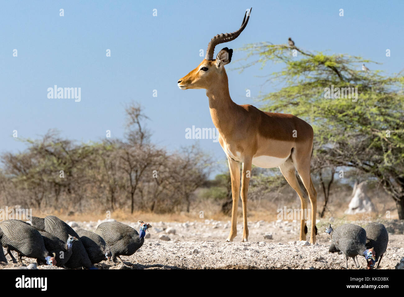 Impala maschio a onkolo nascondere, onguma Game Reserve, Namibia, Africa Foto Stock