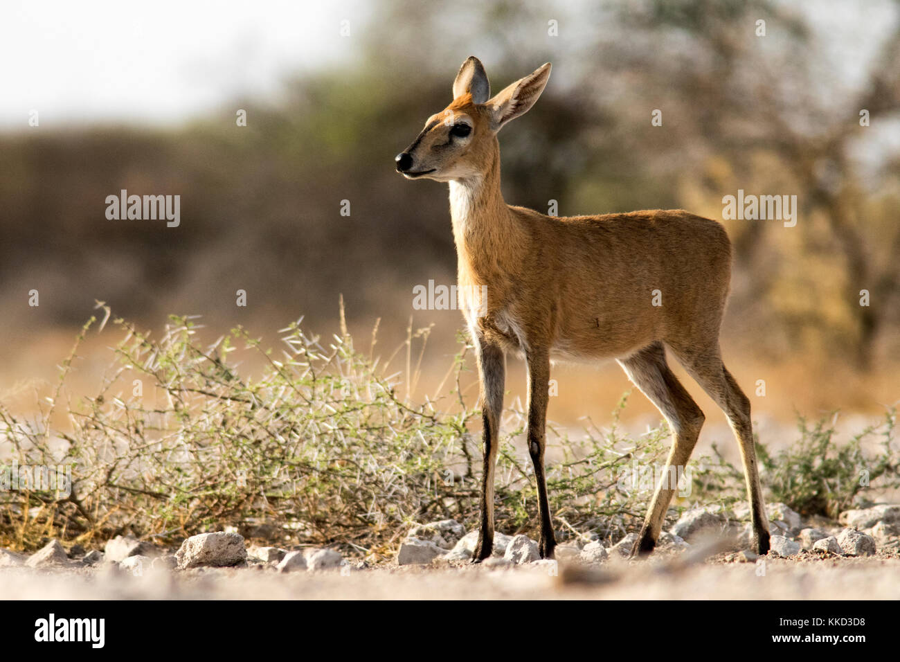 Cefalofo comune (sylvicapra grimmia) - onkolo nascondere, onguma Game Reserve, Namibia, Africa Foto Stock