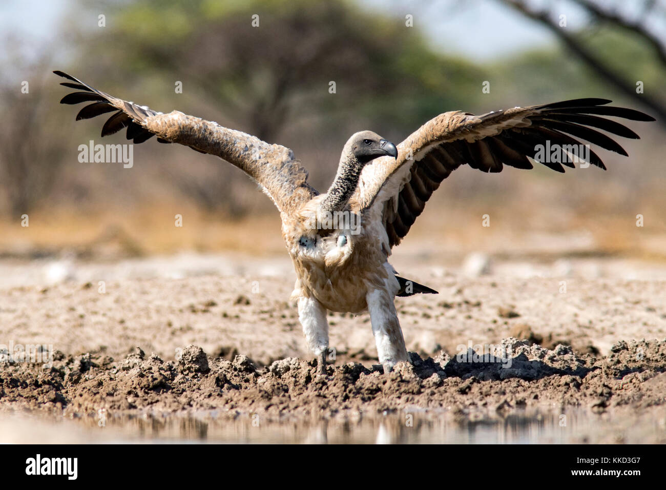 White-backed vulture (gyps africanus) con ali stese- onkolo nascondere, onguma Game Reserve, Namibia, Africa Foto Stock