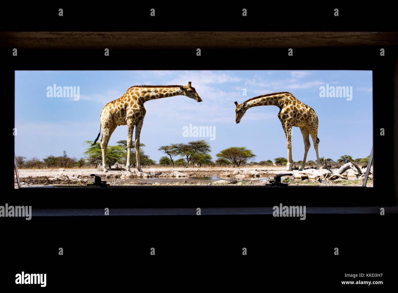 La giraffa attraverso la finestra a onkolo nascondere, onguma Game Reserve, Namibia, Africa Foto Stock