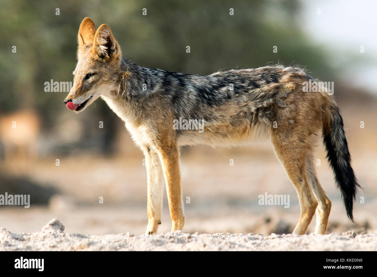 Nero-backed jackal (canis mesomelas) - onkolo nascondere, onguma Game Reserve, Namibia, Africa Foto Stock