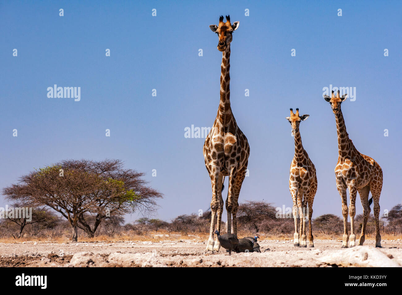 Gruppo di Giraffa presso onkolo nascondere, onguma Game Reserve, Namibia, Africa Foto Stock