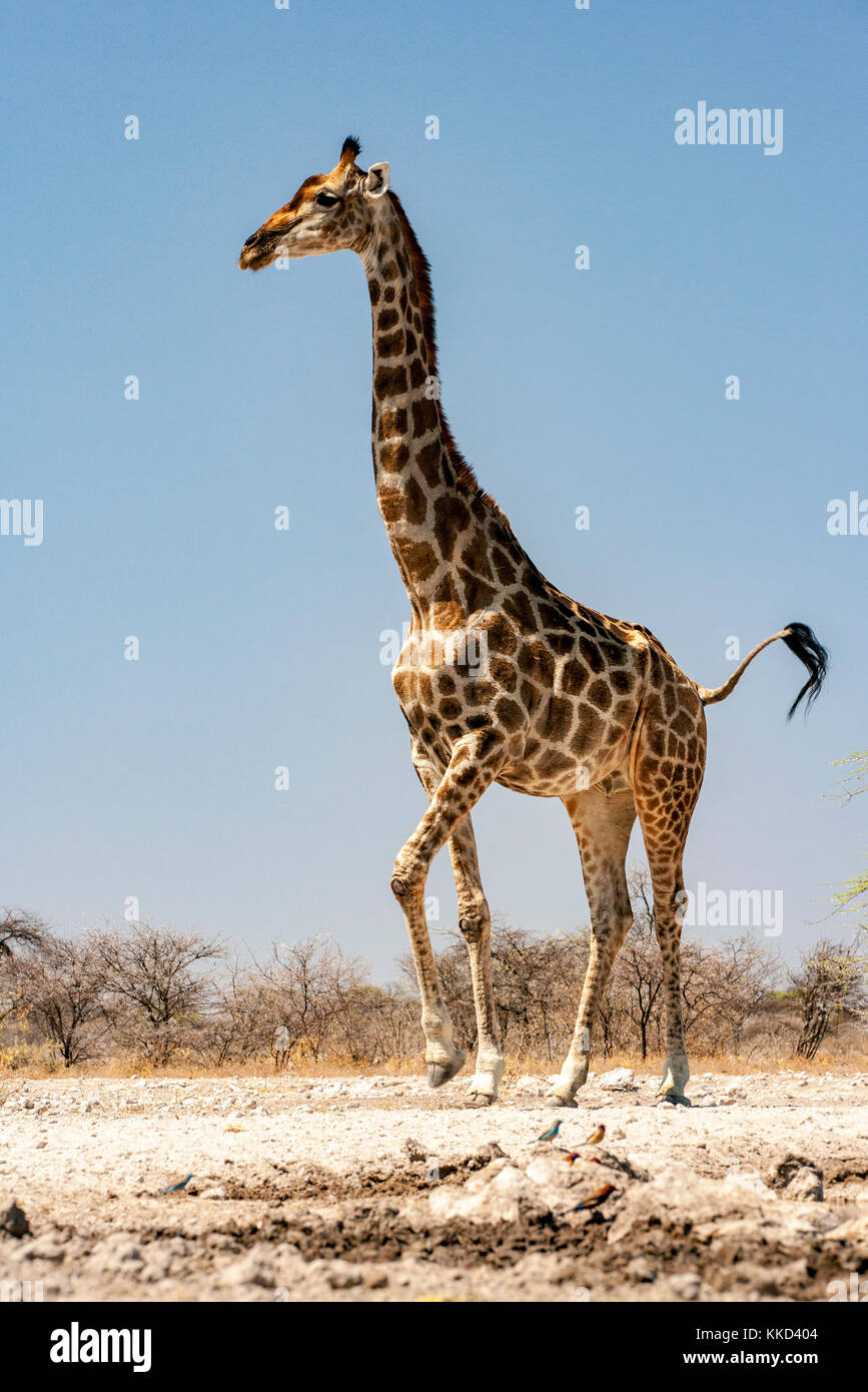 Giraffa presso onkolo nascondere, onguma Game Reserve, Namibia, Africa Foto Stock