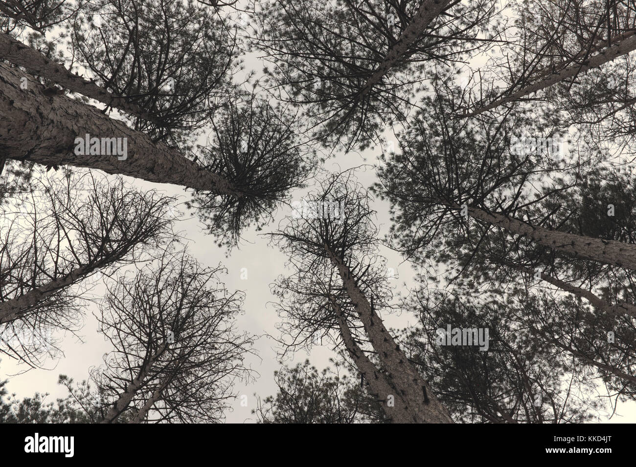 Surreale b & w treetop foto scattata durante l'autunno inverno transizione in Cleveland, Ohio, Stati Uniti d'America metroparks. Foto Stock