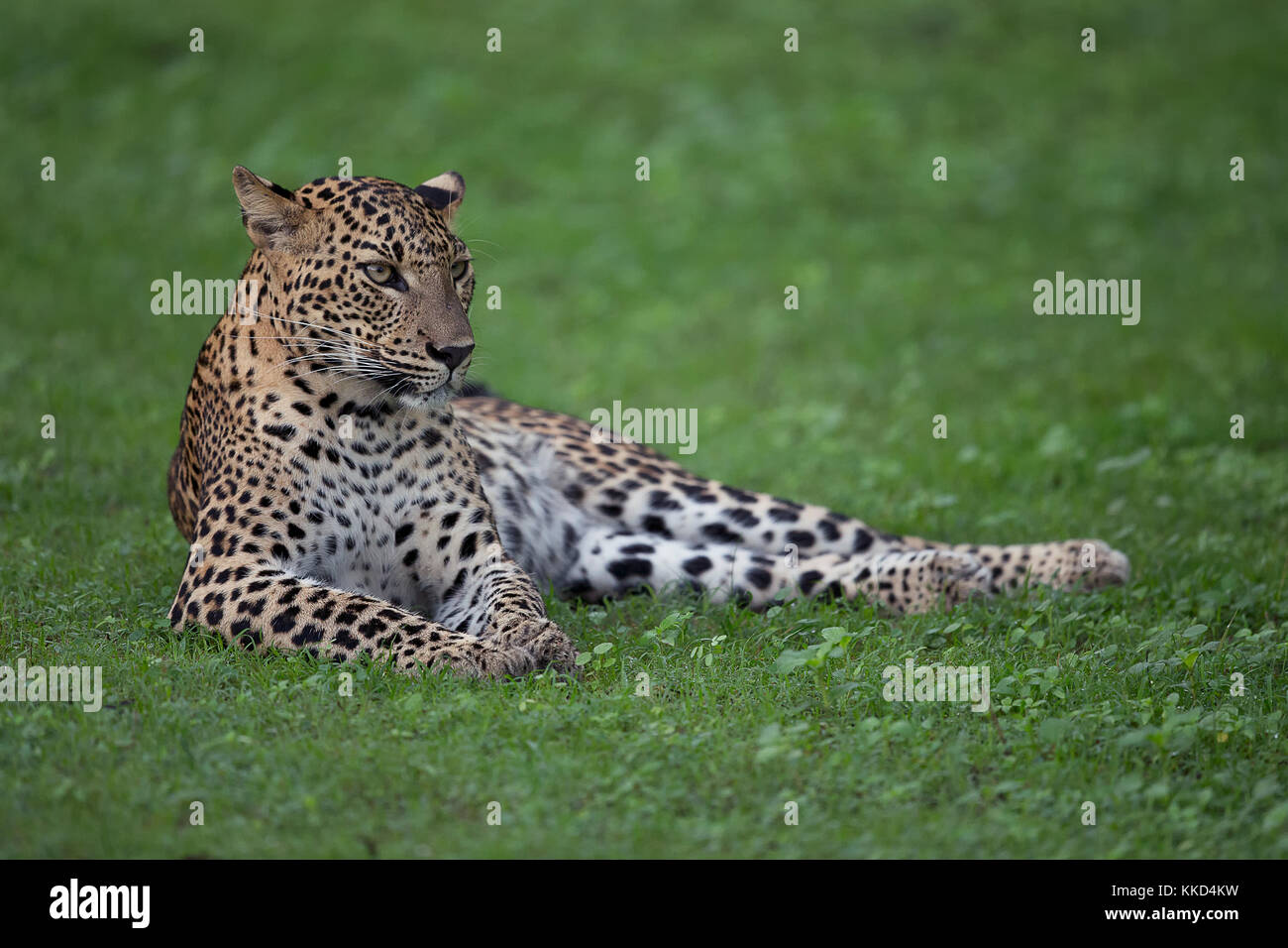 leopardo rilassante nel parco nazionale di Yala Foto Stock