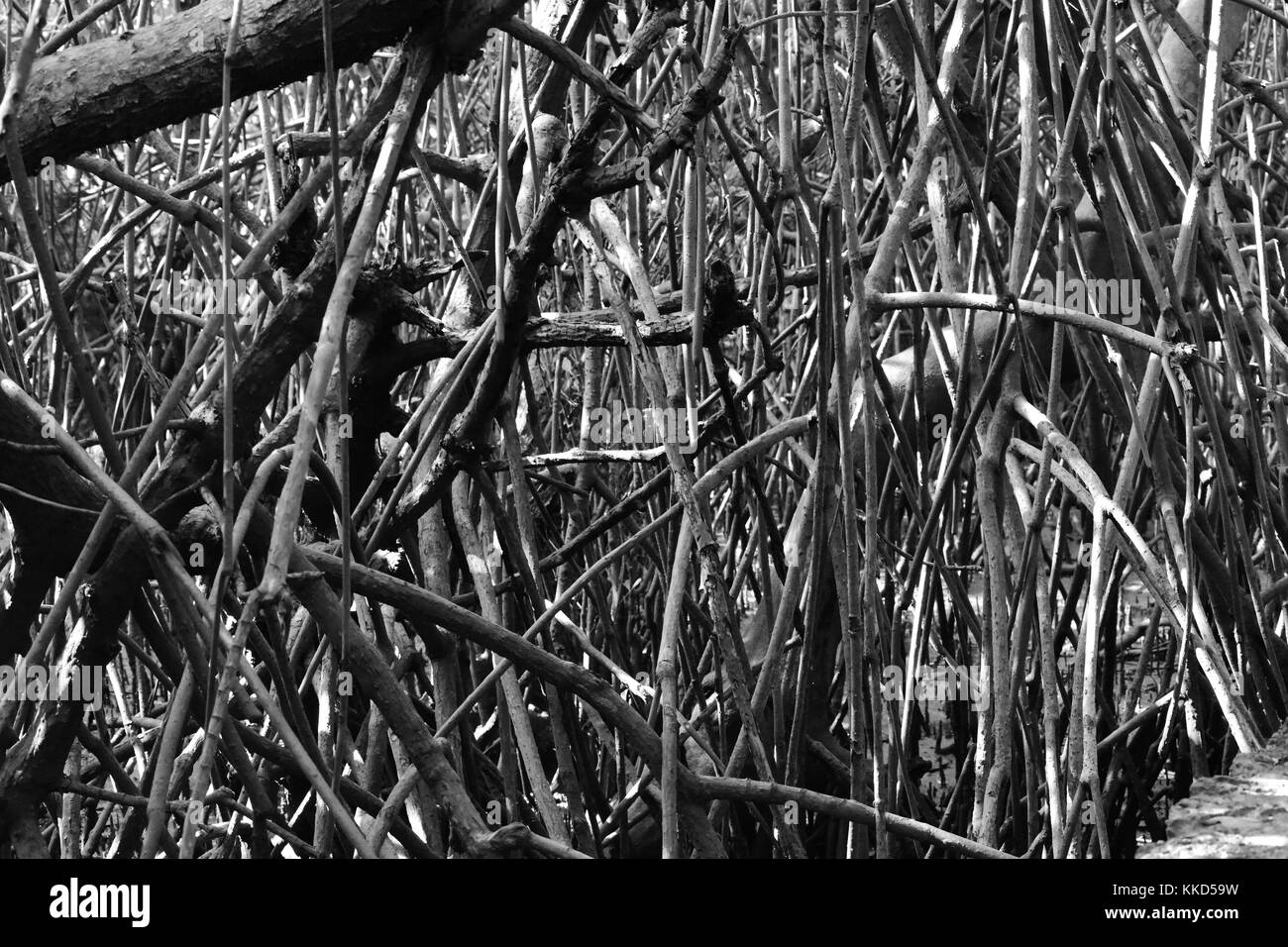 Close up di rosso le radici di mangrovia, in bianco e nero. Foto Stock