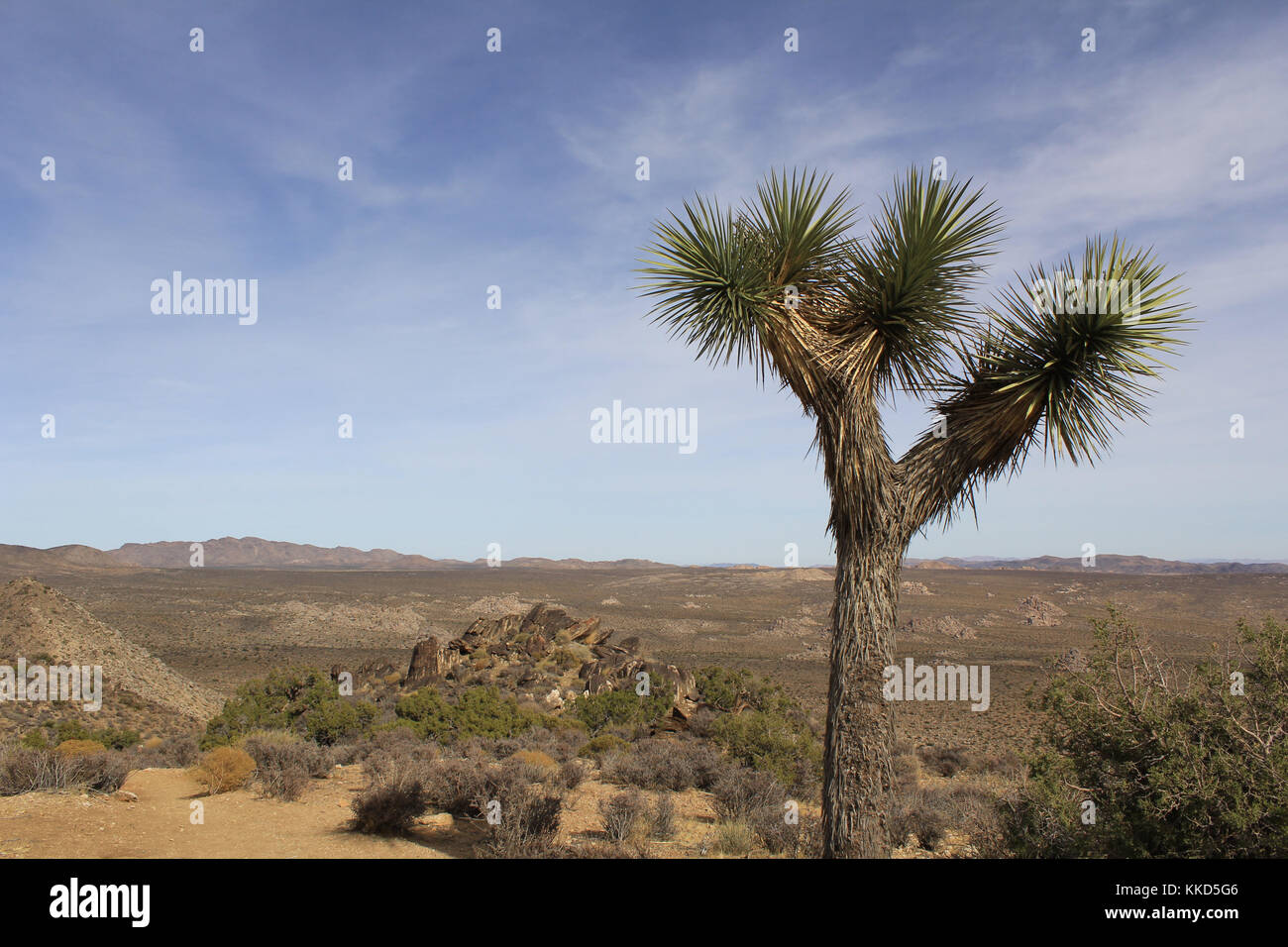 Joshua Tree National Park California Foto Stock