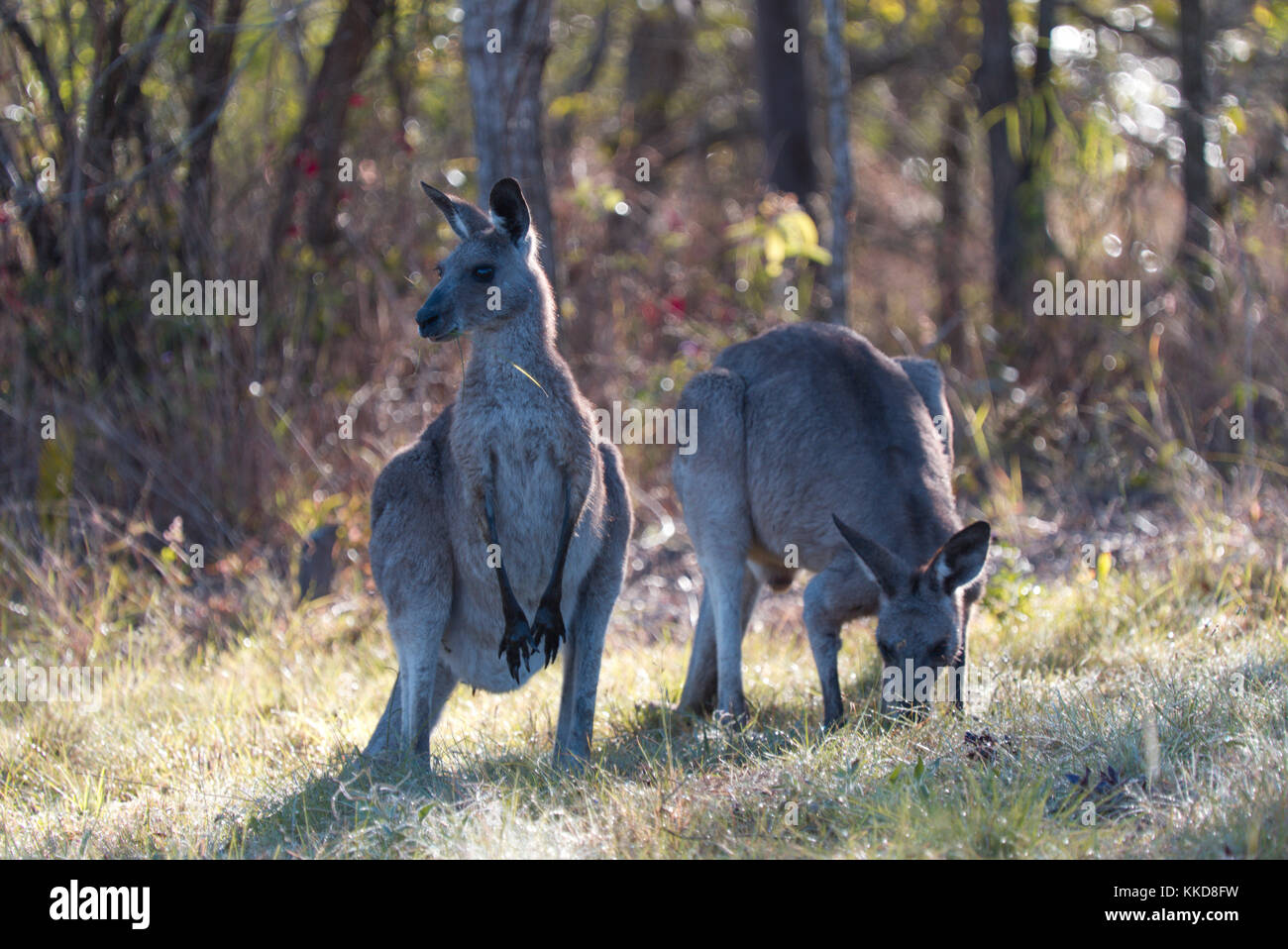 Due canguri grigi orientali in natura, uno in piedi e l'altro pascolano sull'erba Foto Stock