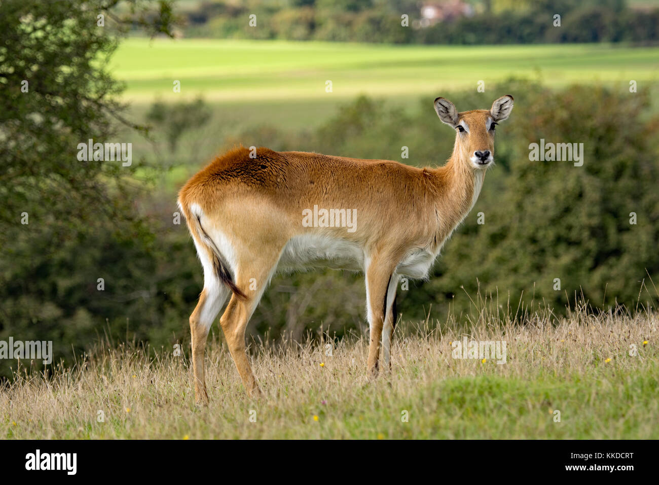Lechwe rosso. Port Lympne riserva nel Kent Foto Stock