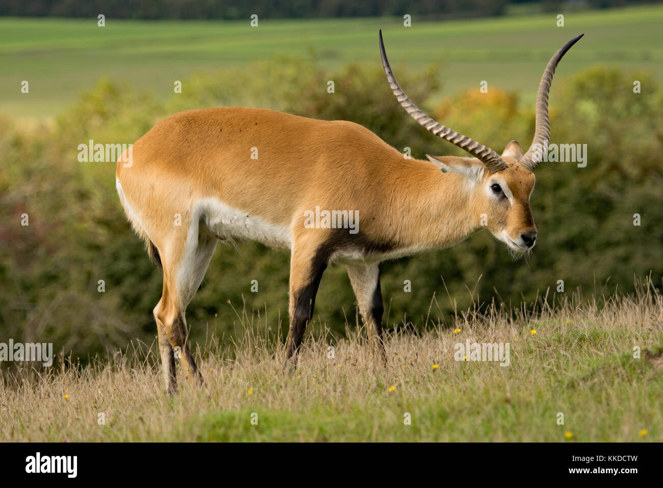 Lechwe rosso. Port Lympne riserva nel Kent Foto Stock