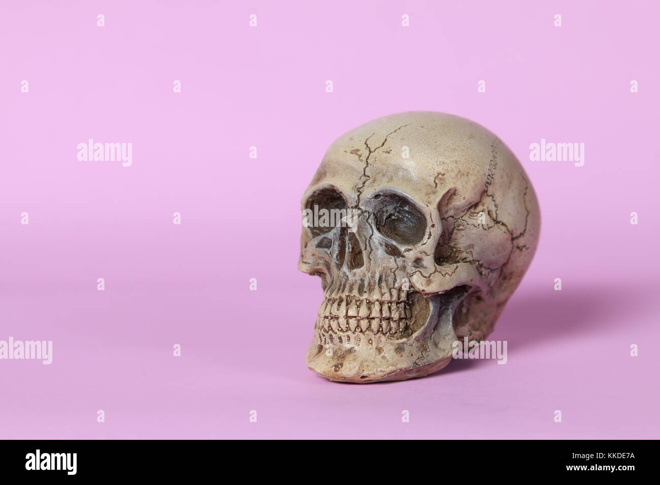 Piccolo teschio umano su sfondo rosa. Foto Stock
