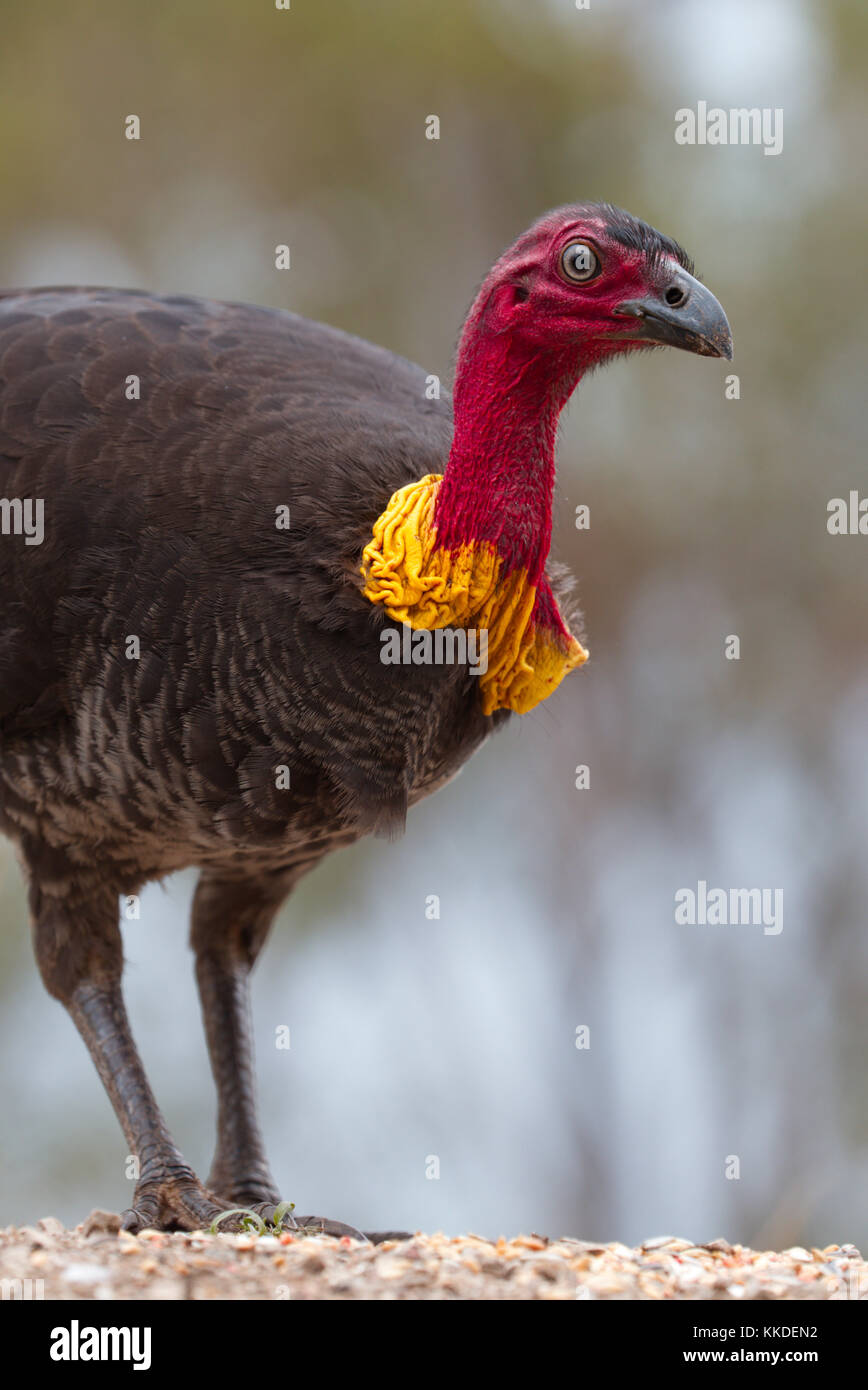 Spazzola australiano Turchia - maschio con graticcio Foto Stock