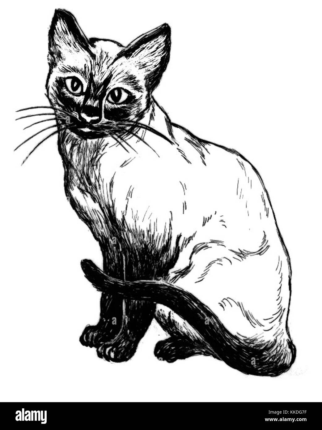 Questa immagine presenta un gatto siamese, noto per il suo aspetto distintivo, che include il suo corpo elegante e gli occhi a forma di mandorla blu, che mostrano le caratteristiche uniche della razza. Foto Stock