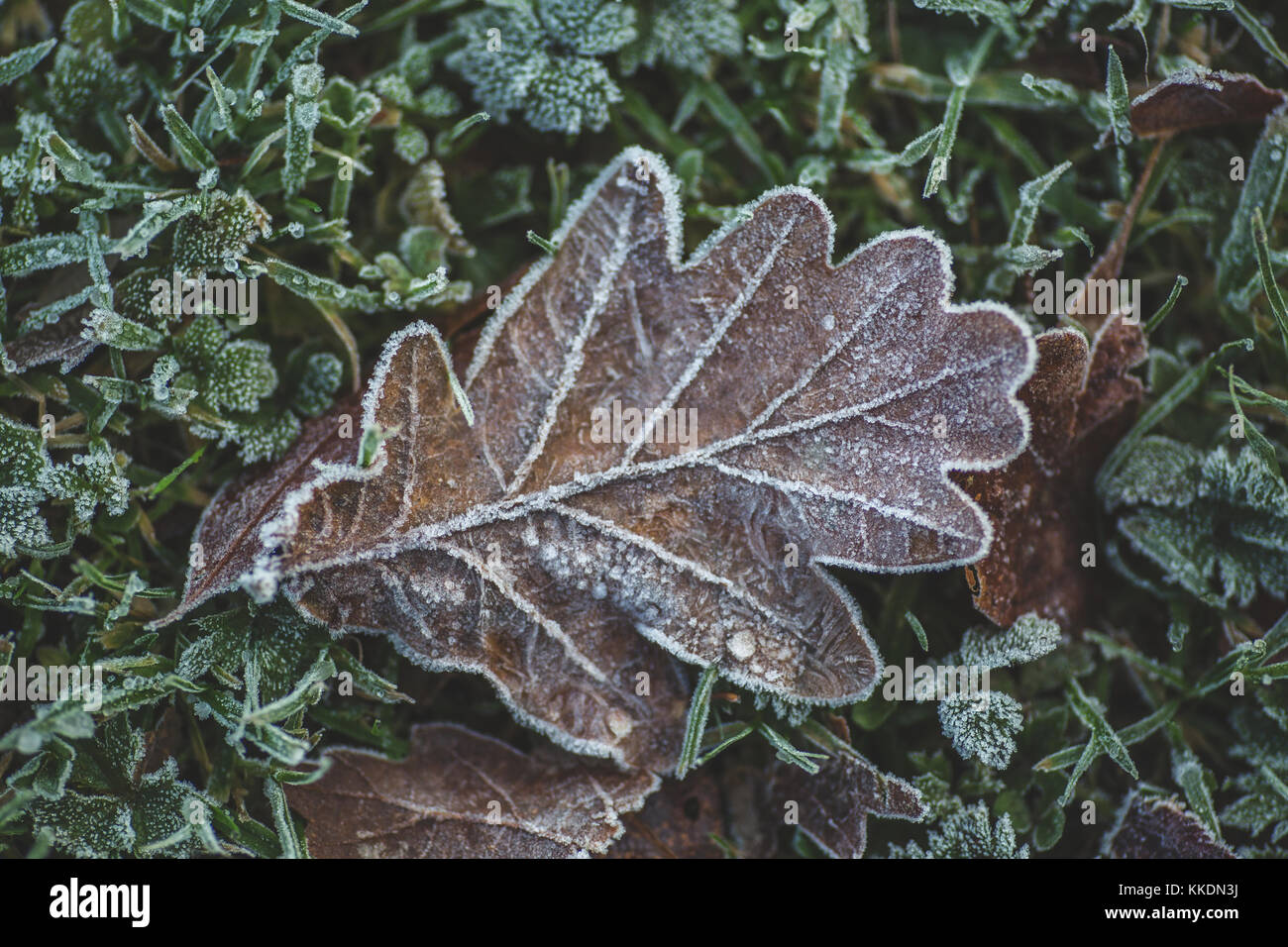 Primi segni di inverno con la brina rime di copertura albero di quercia lascia a Castletown, celbridge, nella contea di Kildare, Irlanda Foto Stock
