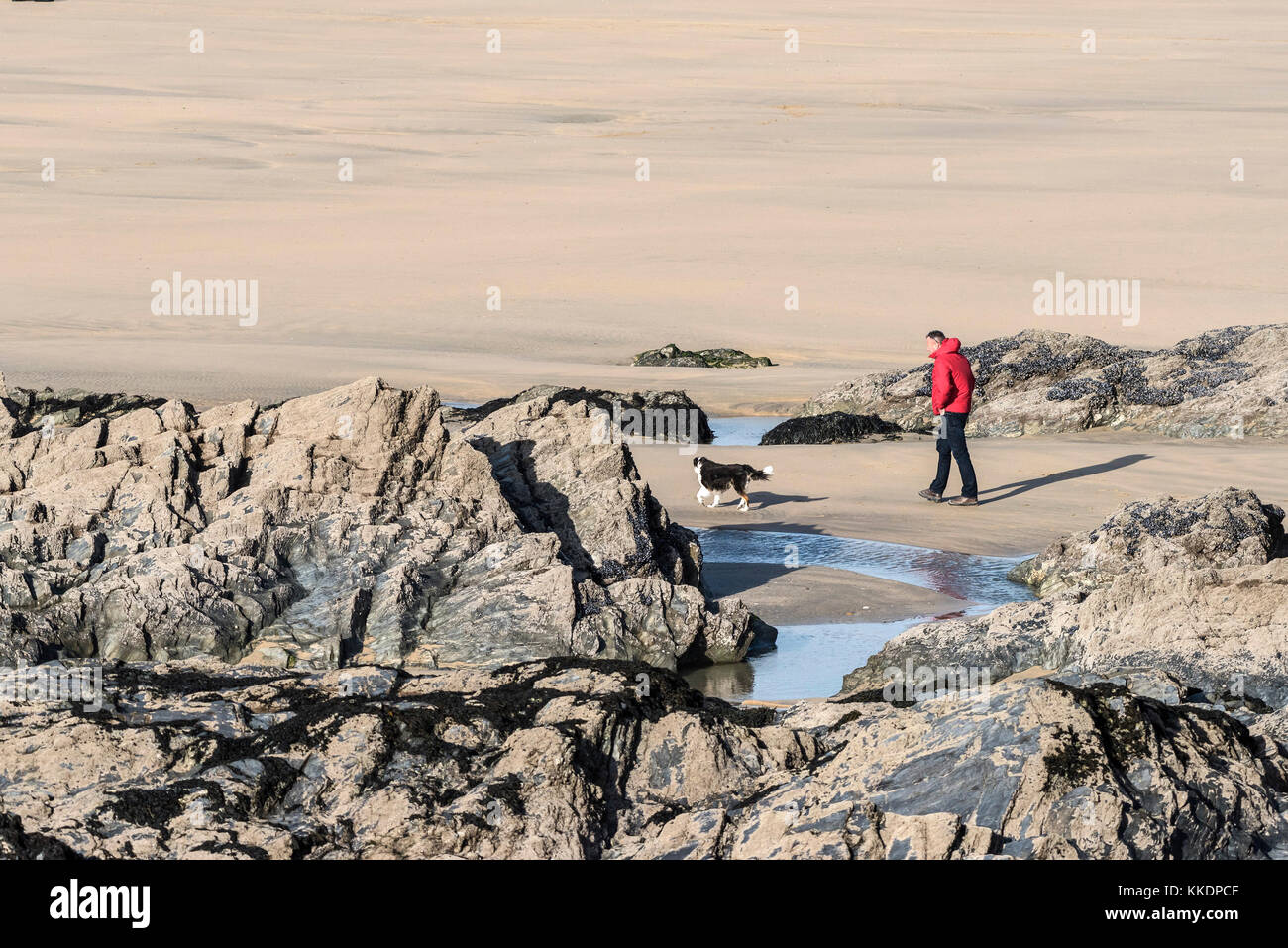 Cane che cammina su Fistral Beach - un uomo che indossa una giacca rosso brillante che cammina il suo cane sulla spiaggia di Fistral Newquay Cornwall UK. Foto Stock