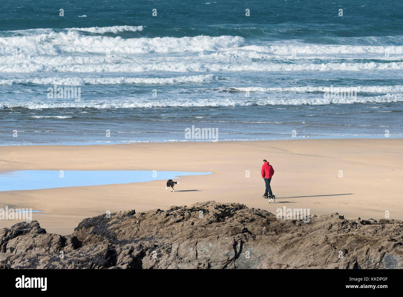 Cane che cammina su Fistral Beach - un uomo che indossa una giacca rosso brillante che cammina i suoi cani sulla spiaggia di Fistral Newquay Cornwall UK. Foto Stock